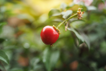 Close up one cherry on the tree with green blurred background.