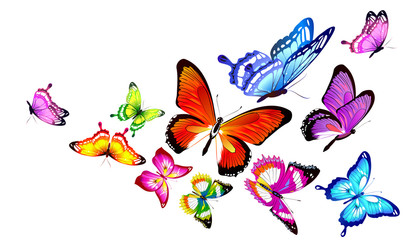 Naklejka na ściany i meble beautiful color butterflies,set, isolated on a white