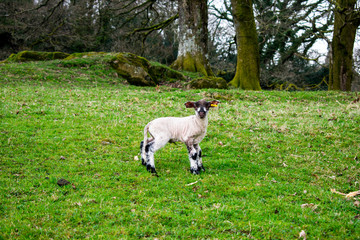 Fototapeta premium A black and white lamb looking this was in a field with green grass