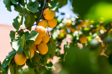 Un abricotier et ses fruits