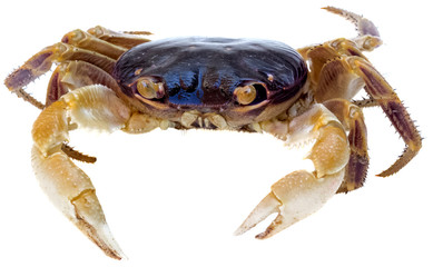 crabe sur fond blanc 