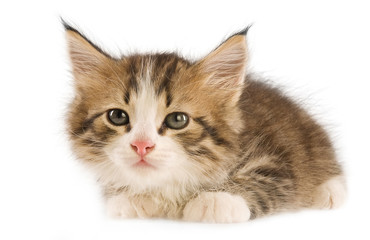 Naklejka premium kitten on white background