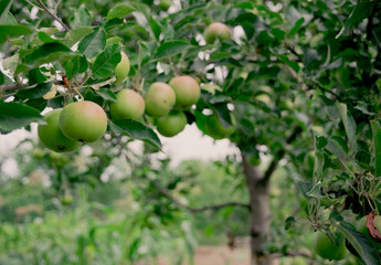 Green summer apples and fresh picturesque garden