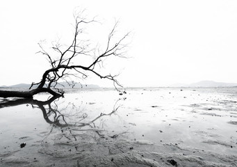 dead trees lay down on muddy sea side 