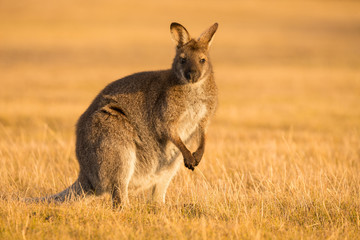 Kangaroo in a field during a golden sunset