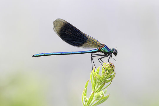 Banded Demoiselle or Banded Agrion (Calopteryx splendens) male on a blade of grass, Huhnermoor nature reserve, North Rhine-Westphalia, Germany, Europe