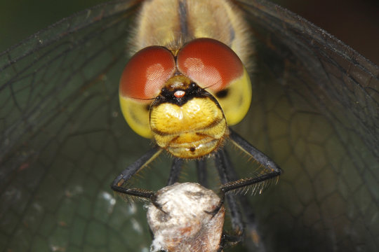 Ruddy Darter (Sympetrum sanguineum), detail view of the head of a dragonfly, Burgenland, Austria, Europe