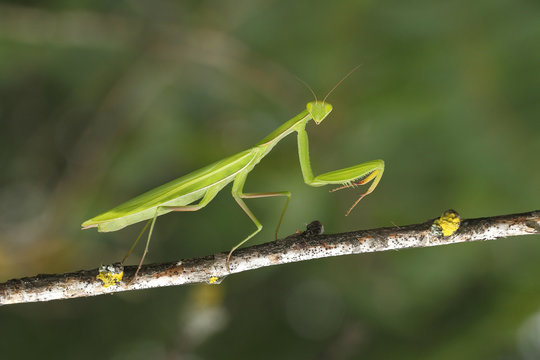 Praying Mantis (Mantis religiosa), Burgenland, Austria, Europe