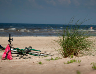 green plant and bicycle, on beach sand with sea in background