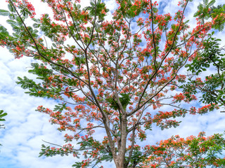 Red royal poinciana flowers bloom with beautiful blue sky background, this is the blooming flowers in the summer monsoon tropics