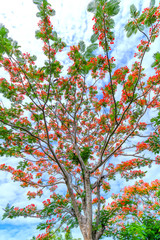 Red royal poinciana flowers bloom with beautiful blue sky background, this is the blooming flowers in the summer monsoon tropics
