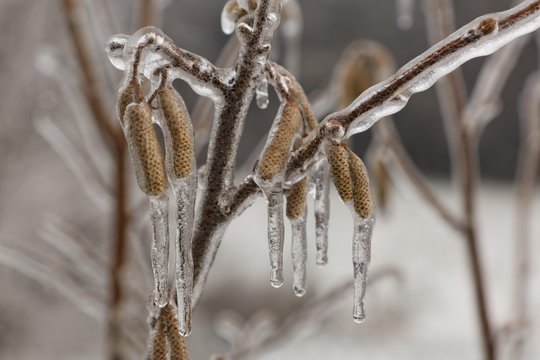 Ice-coated male catkins, inflorescence, Common Hazel (Corylus avellana), wienerwald, Sulz im Wienerwald, Lower Austria, Austria, Europe