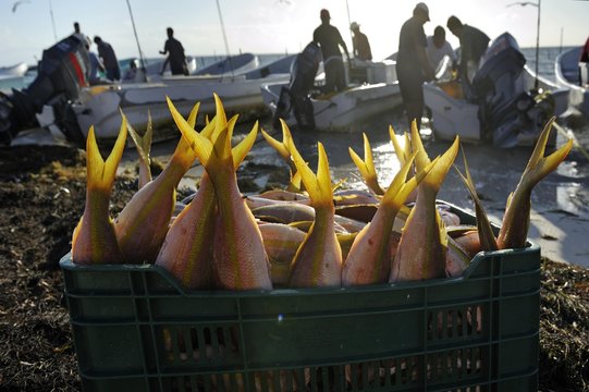 Fishermen with their catch early in the morning on the beach of Puerto Juarez, Cancun, Yucatan Peninsula, Quintana Roo, Mexico, Latin America, North America, Central America