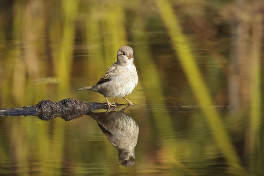 House Sparrow (Passer domesticus), on the water, Limburg, Hesse, Germany, Europe