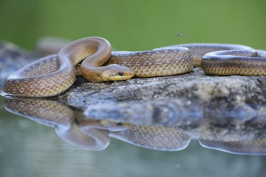 Aesculapian Snake (Zamenis longissimus) at water's edge, reflection, Pleven region, Bulgaria, Europe