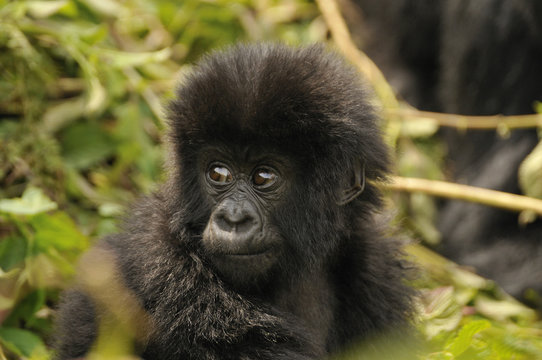 Baby Mountain Gorilla (Gorilla beringei beringei) of the Hirwa group at the foot of Gahinga Volcano, Parc National des Volcans, Volcano National Park, Rwanda, Africa