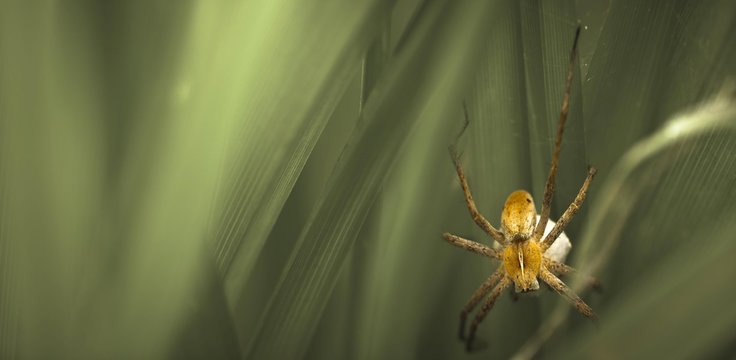 Close up of nursery web spider with egg sac