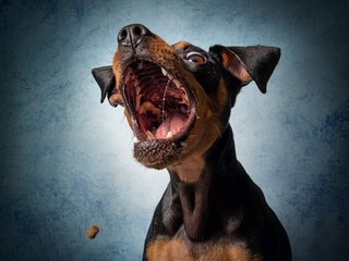 Hund Zwergpinscher schnappt nach leckerlie in der luft und zieht grimasse