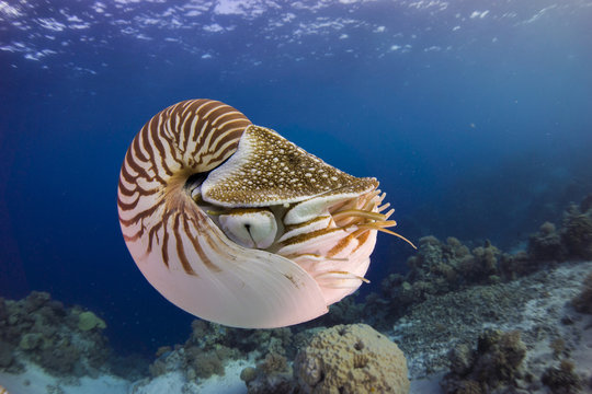Nautilus (Nautilus belauensis), Palau, Oceania