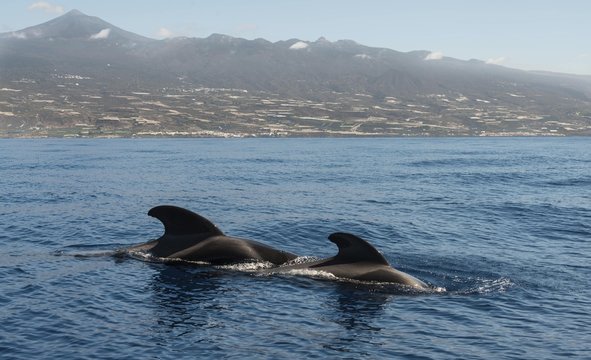Pilot Whales (Globicephala) off Tenerife, Mt Teide at the back, Tenerife, Canary Islands, Spain, Europe