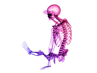 X RAY SKELETON 3D RENDER