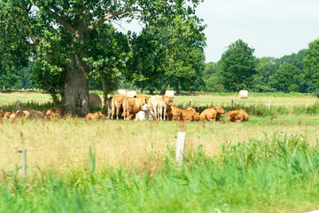 Cows lying under a tree on a farm in Germany