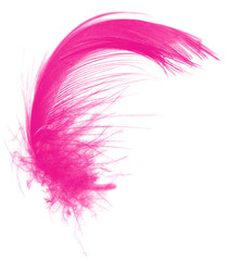 Beautiful pink magenta feather isolated on white background 