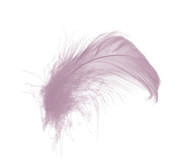 Beautiful violet - mauve mistkeys colors tone feather isolated on white background