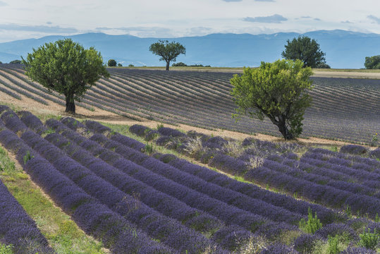 Blooming lavender field, Plateau de Valensole in Valensole, Provence, Department Alpes-de-Haute-Provence, Provence-Alpes-Cote d'Azur, France, Europe