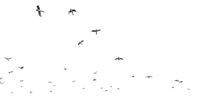 Ducks flying against white, 4K