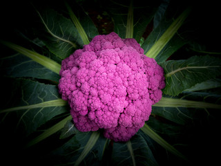 The color and shape of purple cauliflower for cooking.
