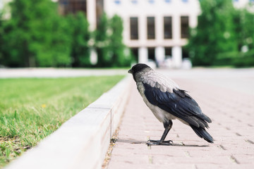 Black crow walks on border near gray sidewalk on background of city building in bokeh with copy space. Raven on pavement near green grass. Wild bird on asphalt close up. Predatory animal of city.