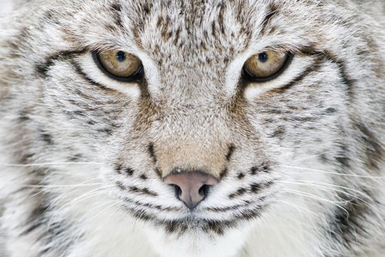 Portrait of a Eurasian Lynx (Lynx lynx), Hesse, Germany, Europe