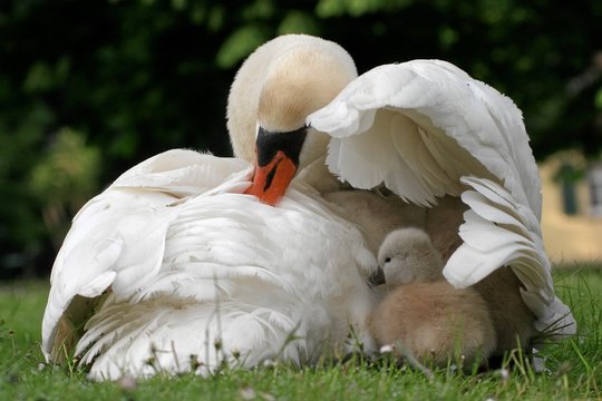 Mute Swan (Cygnus olor) with cygnets, North Hesse, Hesse, Germany, Europe