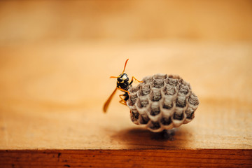 Small wasp protect his honeycombs in macro. Dangerous striped yellow black insect close up. Vespiary with copy space on background of wood. Safeguard of property.