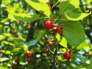 Kirsche: Rote Knubberkirschen am Baum