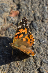 Fototapeta na wymiar Black and orange butterfly