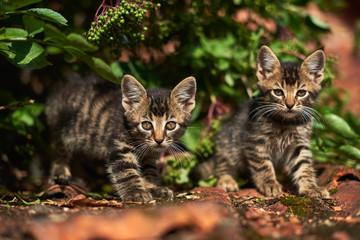 young cats on the roof, old tile