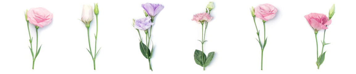Floral frame or border of eustoma flowers isolated on white background - 214062657