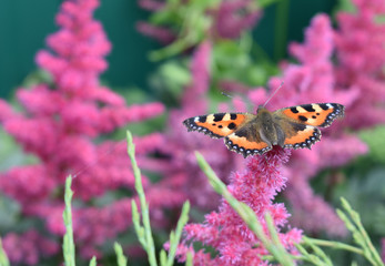 Butterfly with open wings on a flower