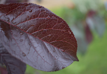 Dark leaf close up