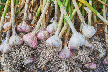 picking garlic on the field is treated with