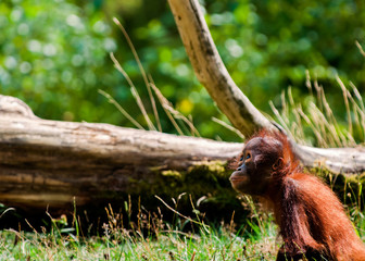 Fototapeta na wymiar Orangutan baby looking for somethin