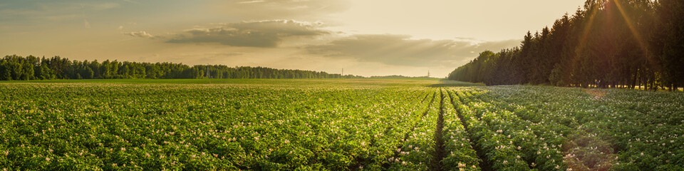 summer agricultural landscape. potato field in the rays of the setting sun - obrazy, fototapety, plakaty