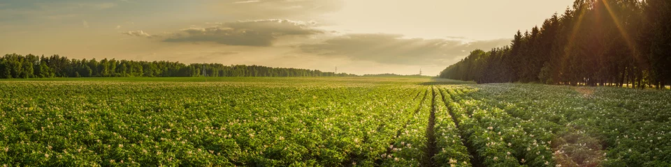 Gardinen summer agricultural landscape. potato field in the rays of the setting sun © gluuker