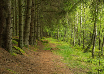 A path into  a swedish forest