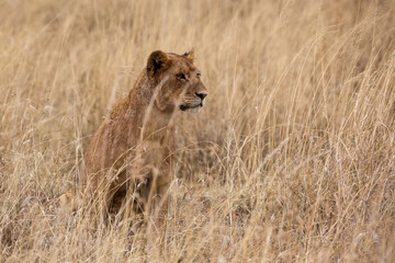 Löwe (Panthera leo)