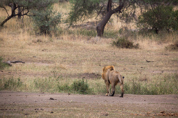 Löwe (Panthera leo)