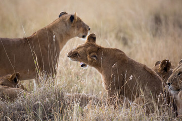 Löwe (Panthera leo)