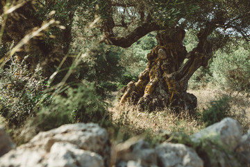 Old olive tree with huge trunk in the olive grove in Greece on the Zakynthos island with the...